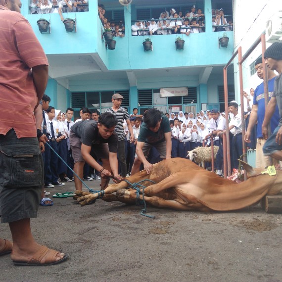 Pembelajaran Penyembelihan Hewan Qurban
