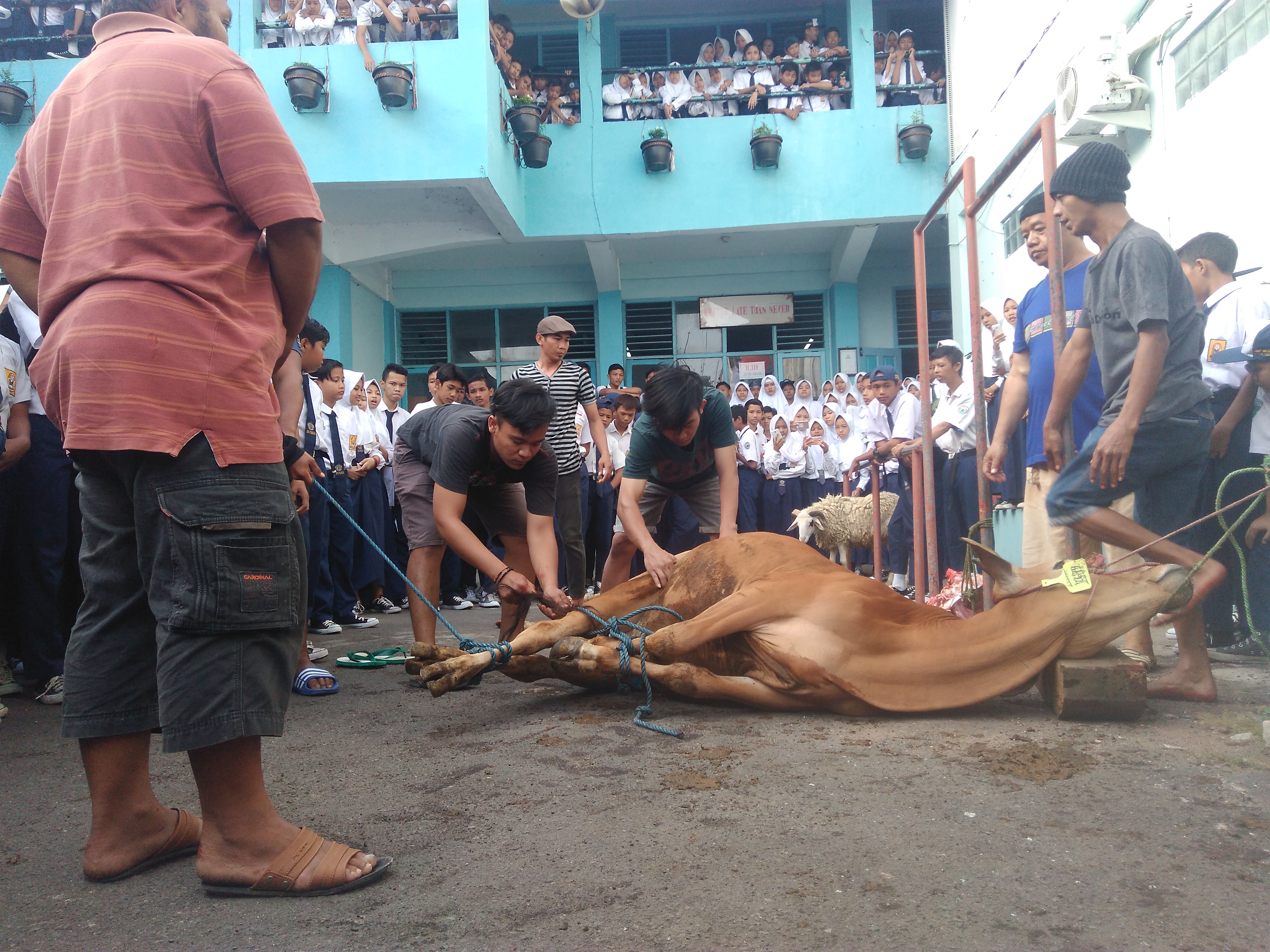 Pembelajaran Penyembelihan Hewan Qurban